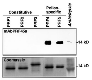 western blot using anti-profilin 4 antibodies